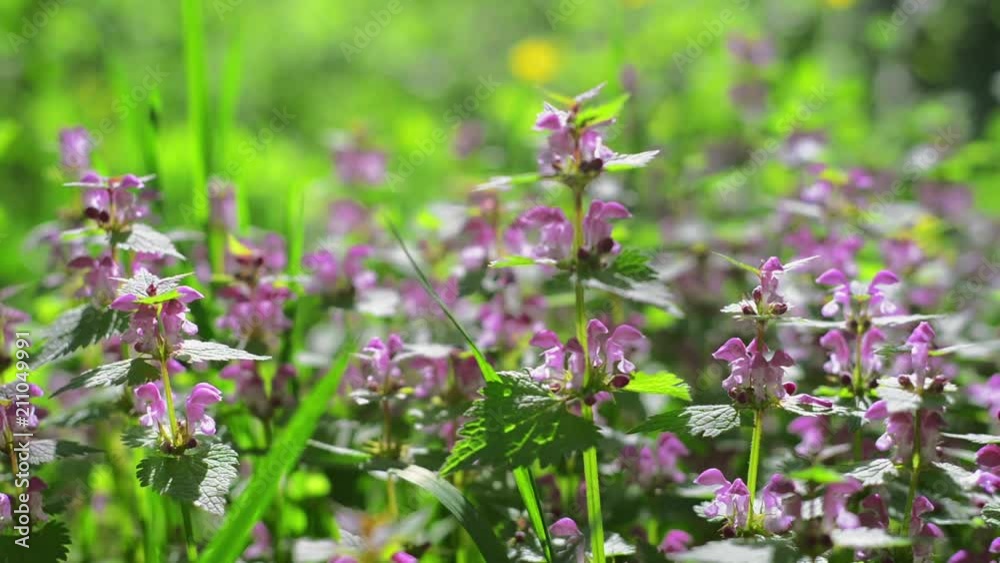 Field of spring violet flowers Purpurrote Taubnessel, Purpur-Taubnessel, red dead-nettle, purple deadnettle Field of spring violet flowers Purpurrote Taubnessel, Purpur-Taubnessel, red dead-nettle, purple deadnettle