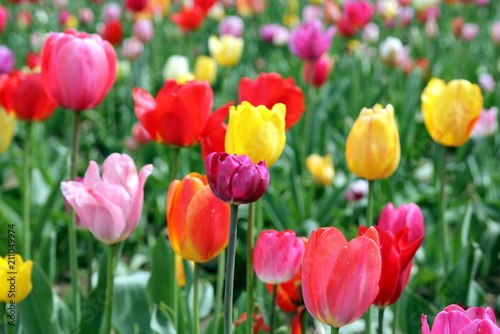 Colorful tulips on a field - mix of red  yellow  orange  violet  pink and white