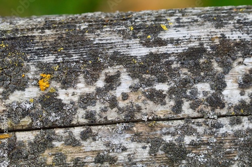 Moldy Old Board
