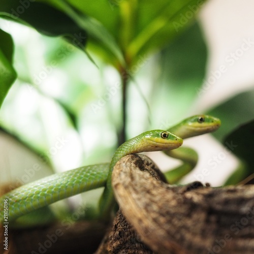 Zwei kleine, grüne Schlangen in einem Terrarium