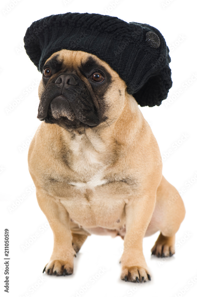 Φωτογραφία Französische Bulldogge mit Mütze isoliert auf weißem Grund