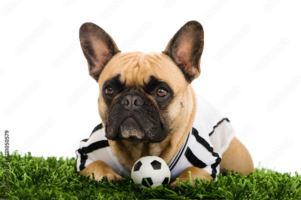 Bulldogge mit Fußball isoliert auf weißem Grund