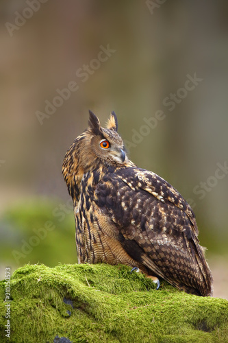 The Eurasian eagle-owl (Bubo bubo) , portrait in the forest. Eagle-owl sitting in a forest on a rock.