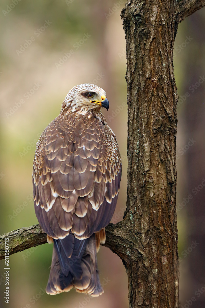 The black kite (Milvus migrans) sitting on the tree. Black kite in the forest. The black kite (Milvus migrans) sitting on the tree. Black kite in the forest.