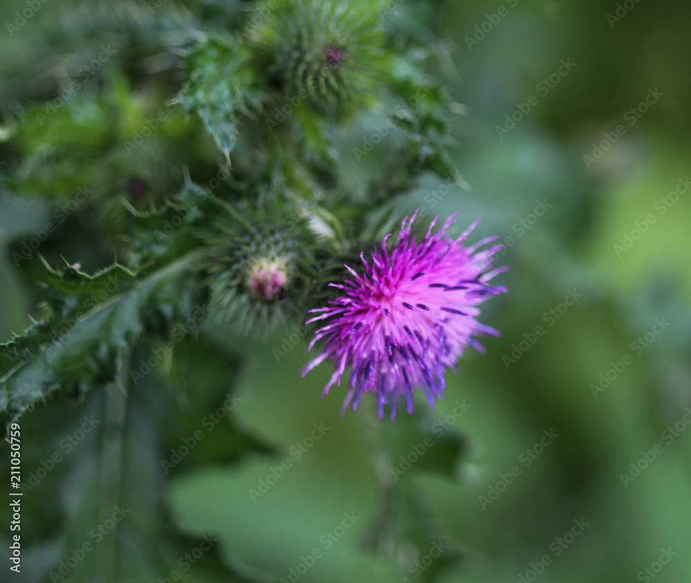 Blooming Cirsium palustre, the marsh thistle or European swamp thistle Blooming Cirsium palustre, the marsh thistle or European swamp thistle
