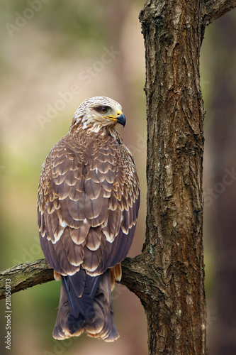 The black kite (Milvus migrans) sitting on the tree. Black kite in the forest.