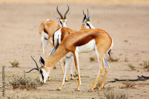 The springbok (Antidorcas marsupialis) an herd of antelope. Antelopes withatypical horn on the sand.