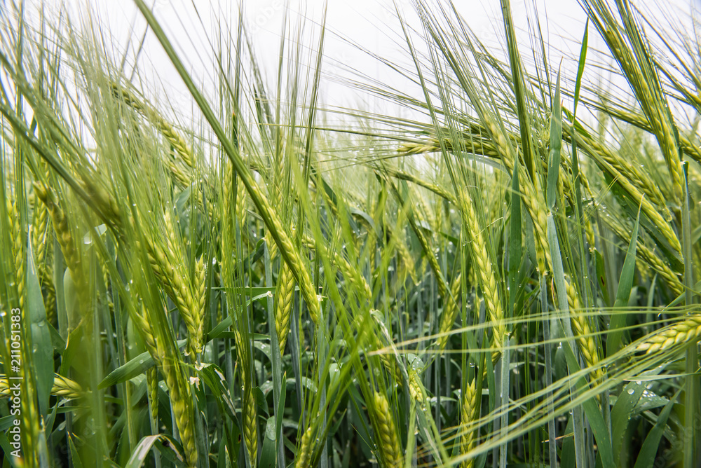 Obraz premium Grüne Gerste im Frühling