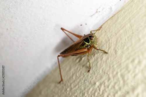 Grasshopper on a wall Closeup macro  © byaz3