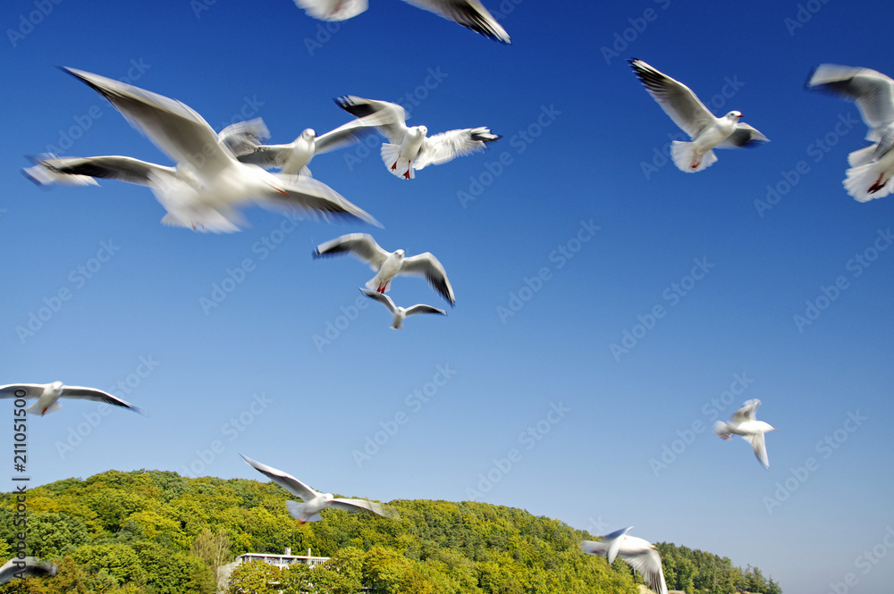 The seagulls fly over pier in Gdynia Orlowo, Poland The seagulls fly over pier in Gdynia Orlowo, Poland