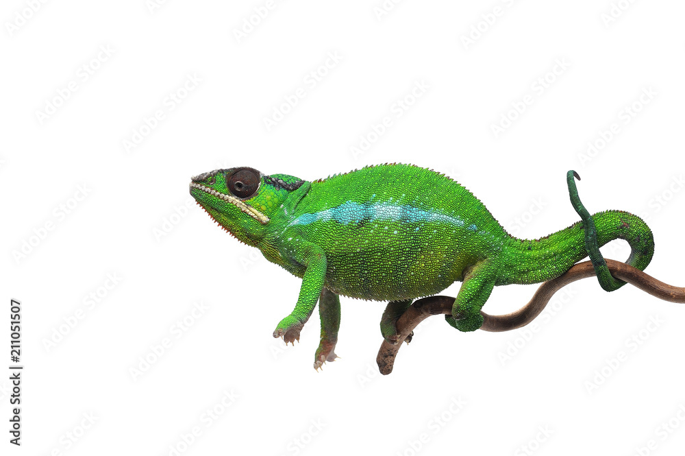 Fototapeta premium Green lizard Panther chameleon isolated on white background