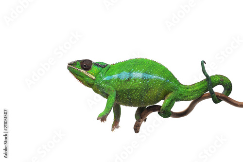 Green lizard Panther chameleon isolated on white background