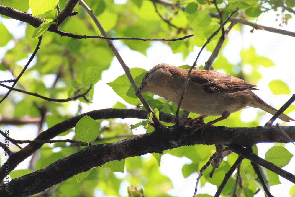 A little bird eats some seeds on the trees A little bird eats some seeds on the trees