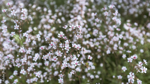 Small white flowers with a bright pink middle on a motley blurred background of the flower bed. Close up.