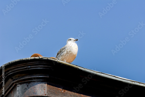 Istanbul, Turkey, 3 August 2012: Seagull at Buyukada, Princes Islands district of Istanbul