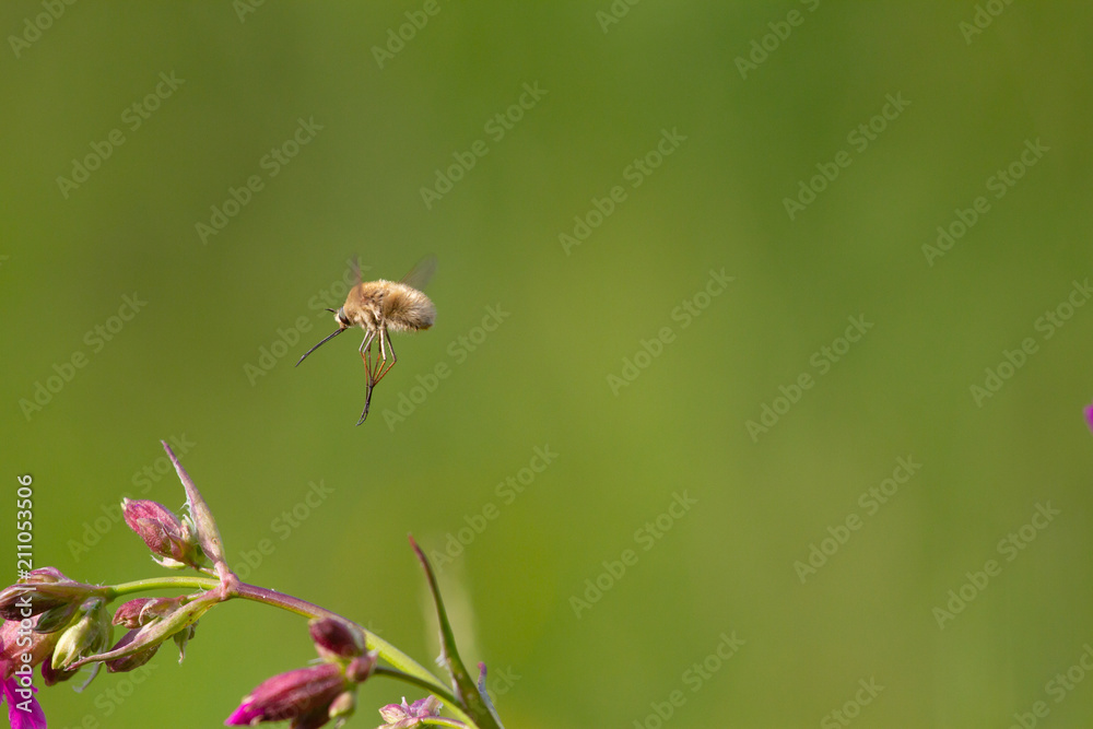 Fototapeta premium Rare forest insect with a long proboscis flies on a flower to pollinate it. Bombylius sp.