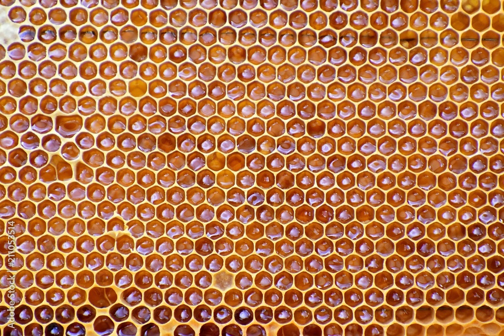 bee honeycombs frontally