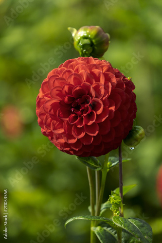 Fototapeta Naklejka Na Ścianę i Meble -  Dahlien (Dahlia)