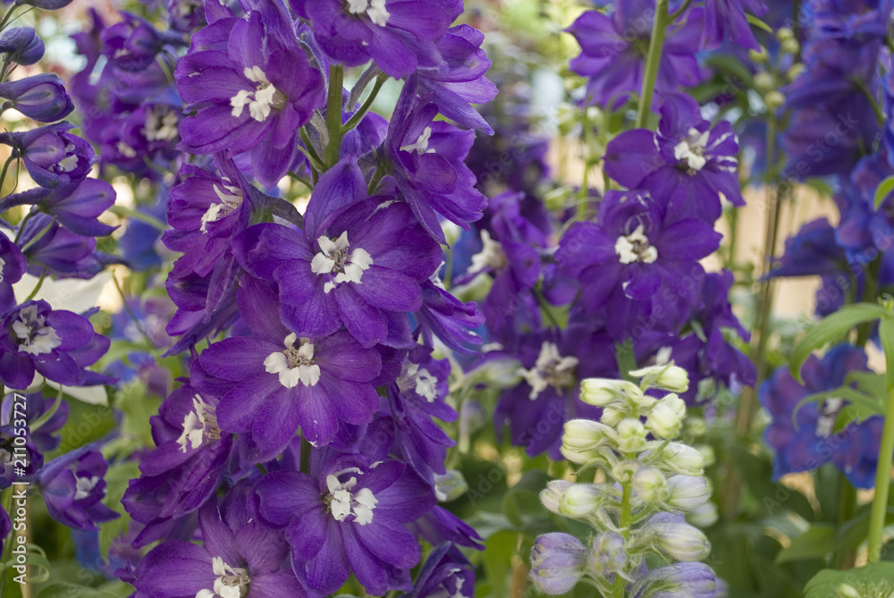close up of plants of delphinium (larkspur), in full bloom, late spring, purple and white flowers, gardening, ranunculaceae family, flower market, sun, summer, Italy