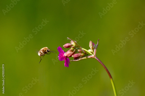 Bee - bombylius major on green background. Pollinate flower. Bee with long proboscis flies on a flower photo