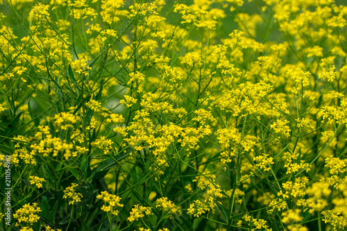 A mustard flower. Mustard field beautiful landscape