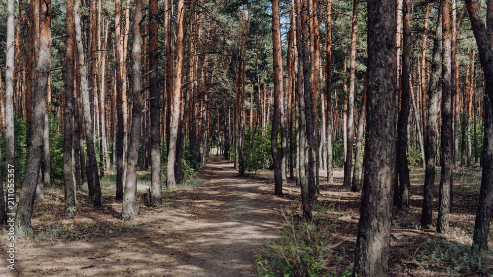 Bright green forest natural walkway in sunny day light. Sunshine forest trees. Sun through vivid green forest. Peaceful forest trees with sunlight. Bright green forest natural walkway in sunny day light. Sunshine forest trees. Sun through vivid green forest. Peaceful forest trees with sunlight.
