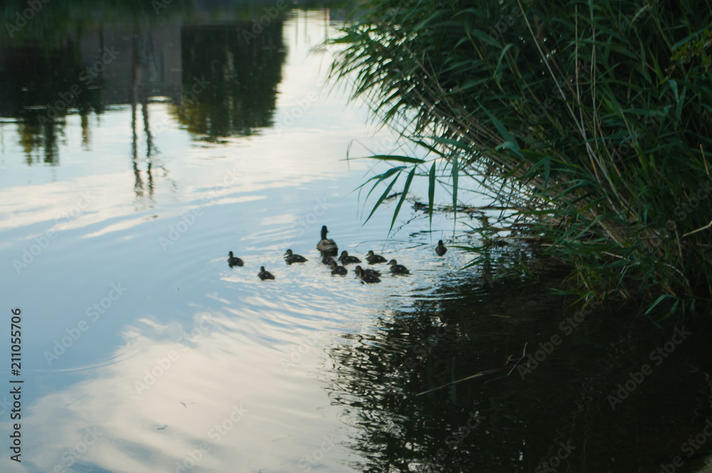 Wild duck with ducklings floating in the river Wild duck with ducklings floating in the river