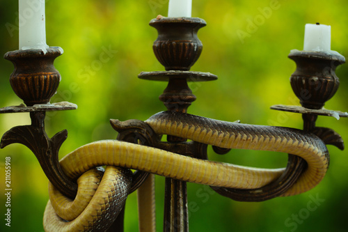 Avoid risk. Snake wrapped around candlestick on nature. Still life with candelabra and snake outdoor. Divinity and devil. Design art and natural decoration