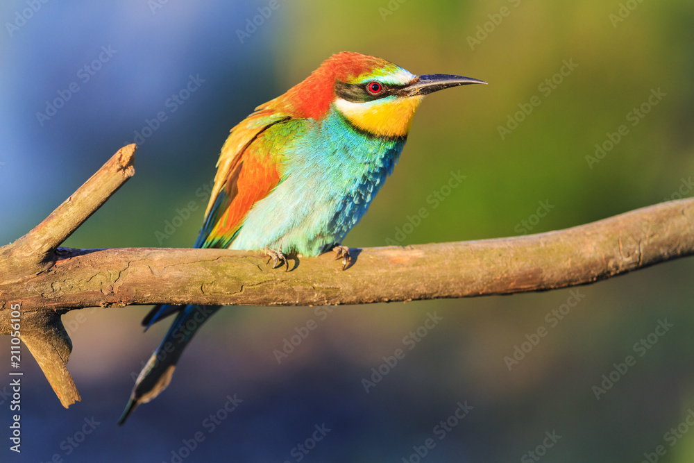 colored bird in the summer sits on a branch