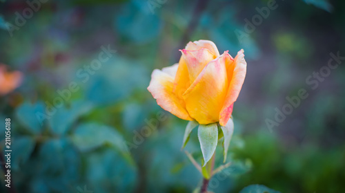 Yellow rose in the garden on a green background