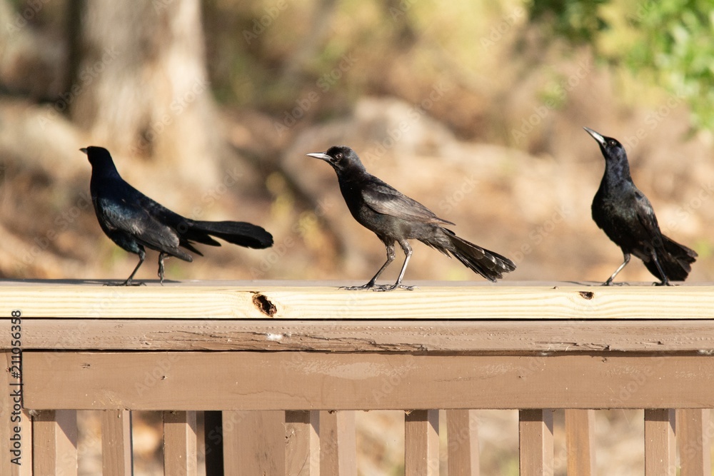 Obraz premium Three crackles on a rail