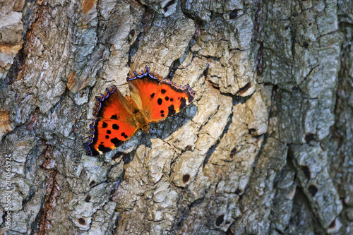 color butterfly sits on the bark of trees dry