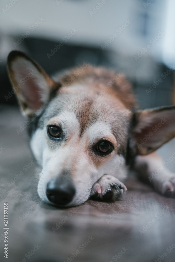 Obraz premium Corgi husky mix dog laying on floor