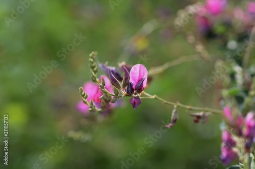 Fototapeta Naklejka Na Ścianę i Meble -  Japanese bush clover flowers