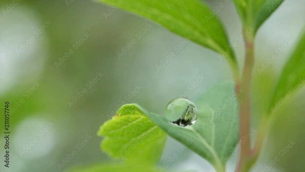 Close up of a water drops on leaves Close up of a water drops on leaves
