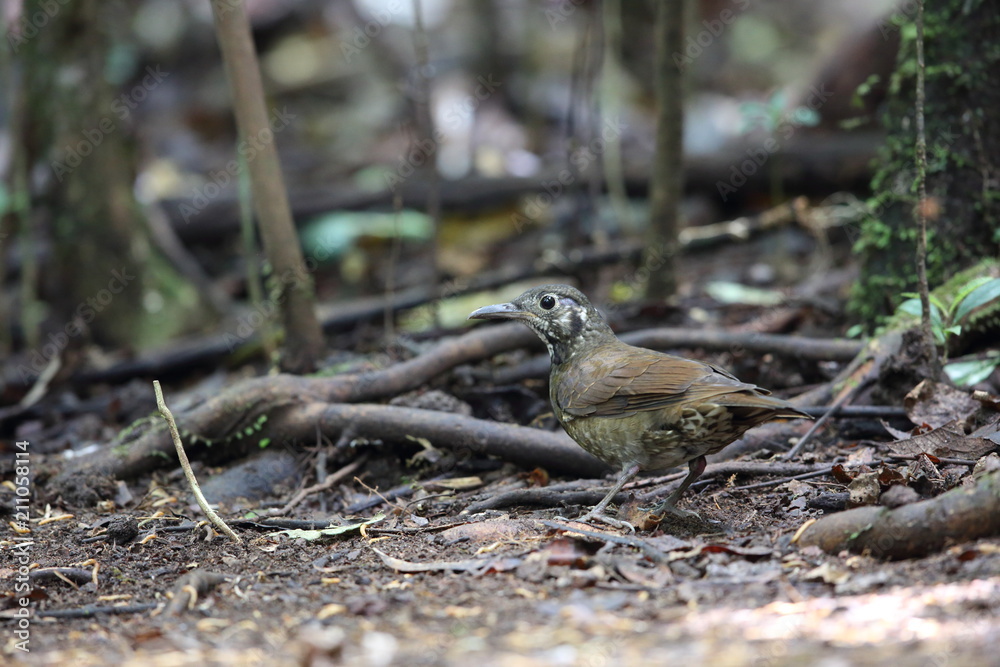 Dark-sided Thrush (Zoothera marginata) in Dalat, Vietnam Dark-sided Thrush (Zoothera marginata) in Dalat, Vietnam