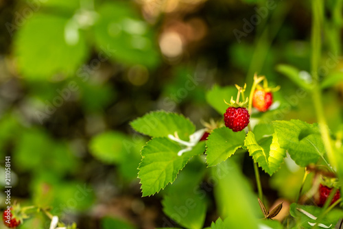 A single garden strawberry hanging down