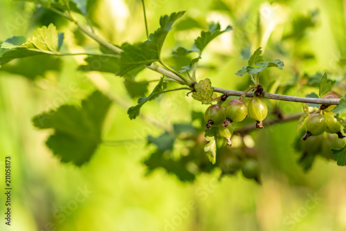 Macrophoto of three gooseberries hanging down