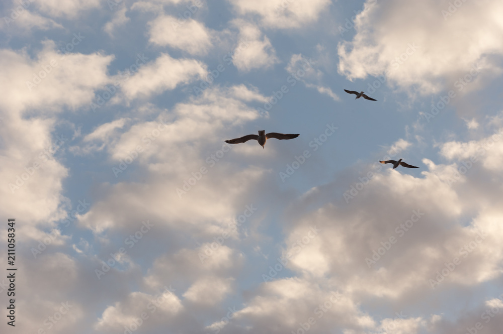 European herring gulls with clouds European herring gulls with clouds