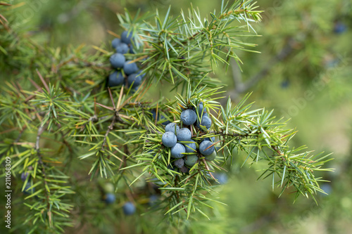 Obraz na płótnie Medicinal plant - Juniperus communis