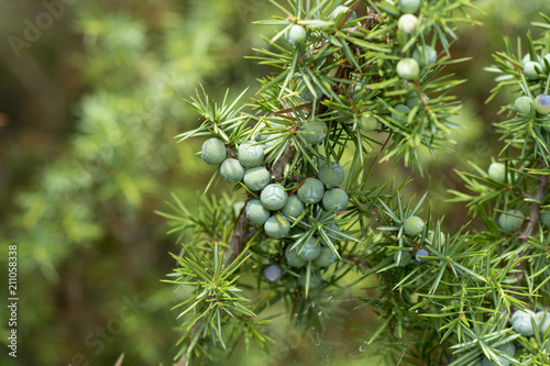 Medicinal plant - Juniperus communis photo