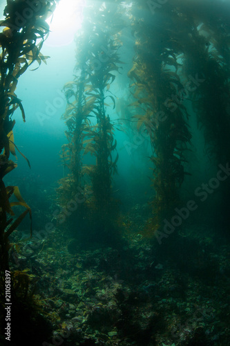 Giant Kelp Grows in California