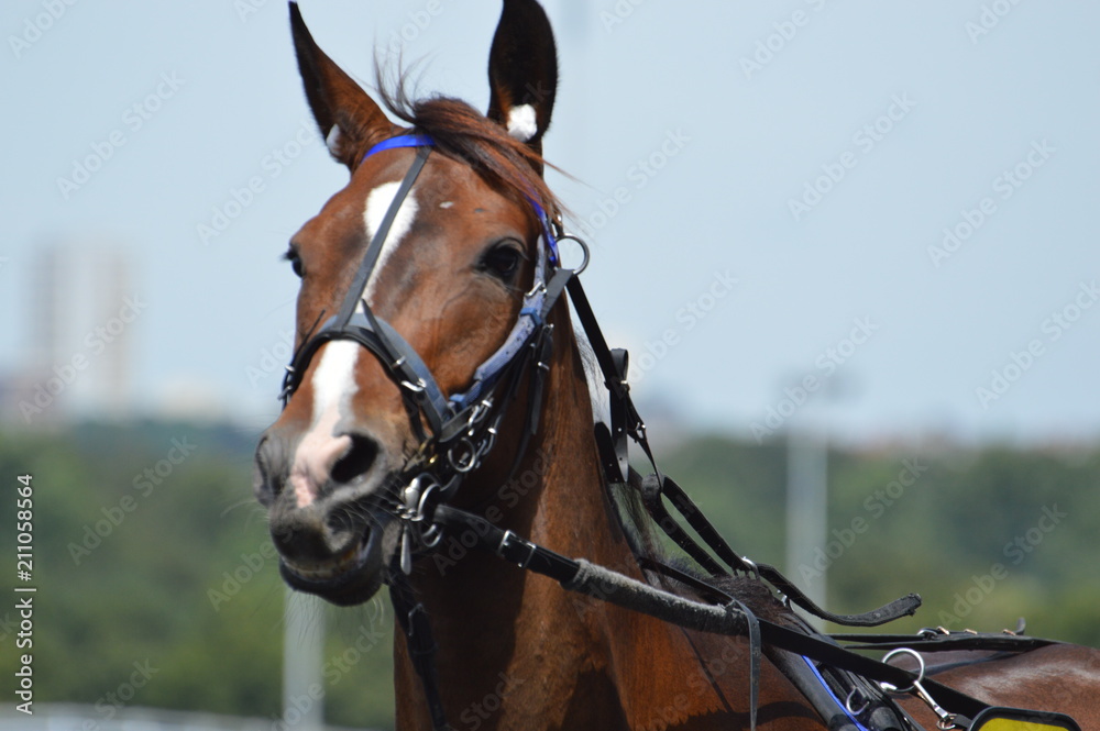 Obraz premium cheval de courses