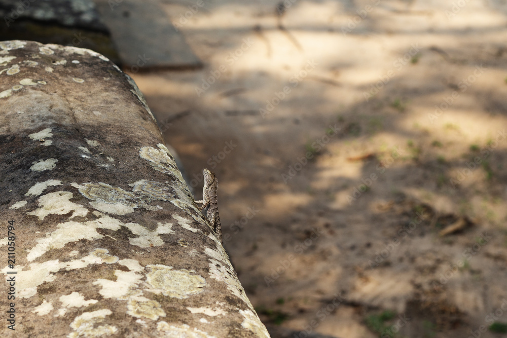 Tropical lizard on mossy stone. Tropics natural photo. Little iguana resting on sunny stone. Tropical lizard on mossy stone. Tropics natural photo. Little iguana resting on sunny stone.