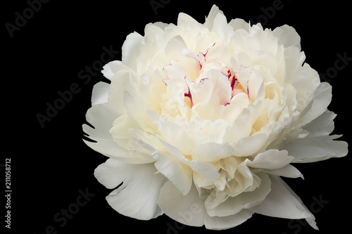 Large flower of a white peony during active blossoming on a black background.