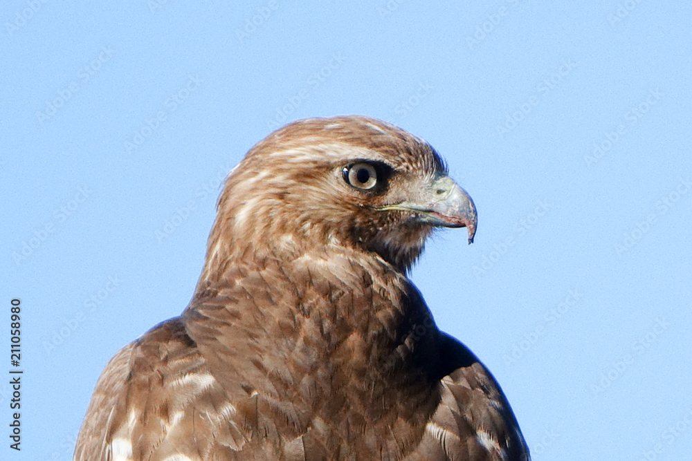 Hawk Hawk