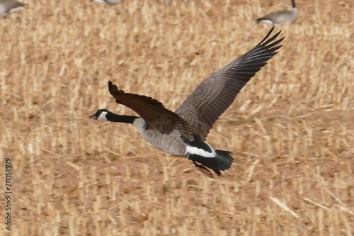 country goose in flight © David Mineer Sr.
