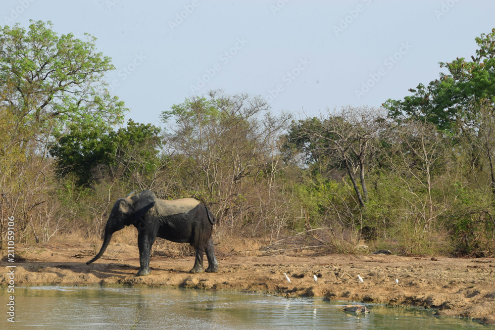 Fototapeta premium Sortie du bain pour l'éléphant