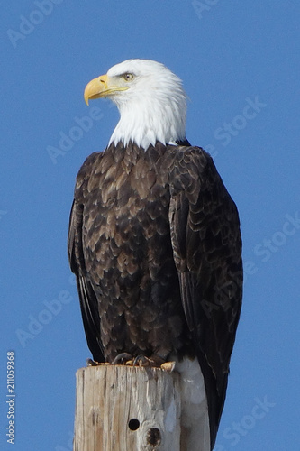 american bald eagle © David Mineer Sr.