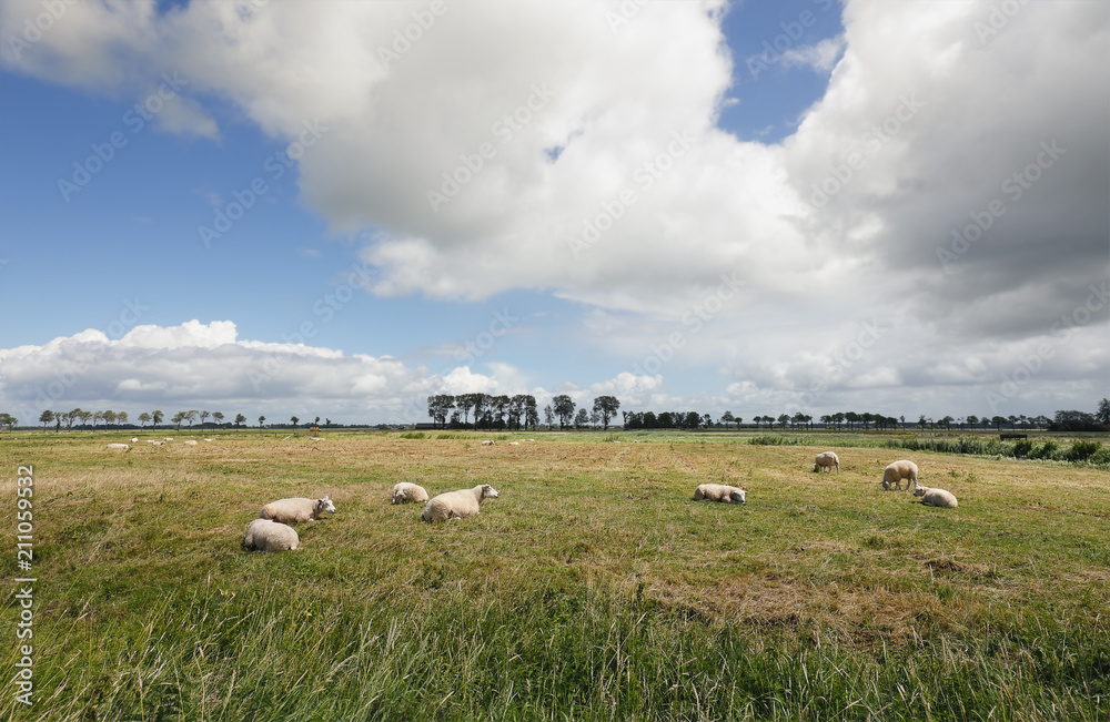 sheep on pasture and blue sky